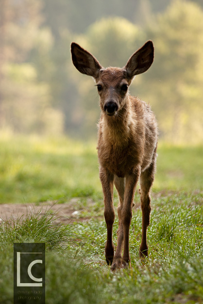 2013_06_10_Yosemite_0708 Kopie