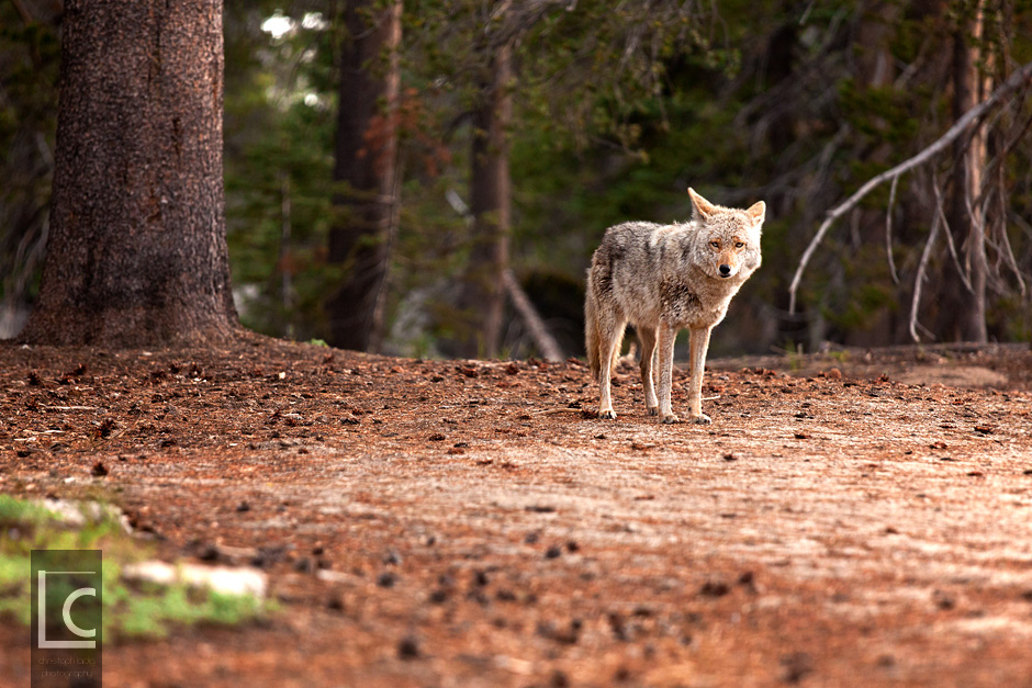 2013_06_10_Yosemite_1056 Kopie