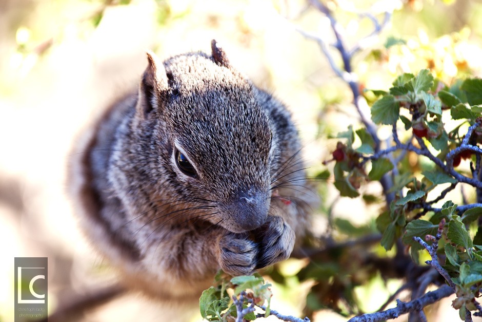 2013_06_18_Squirrel_Grand_Canyon_3997 Kopie