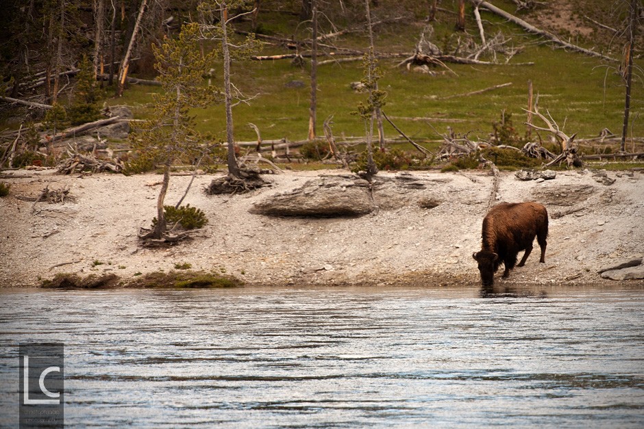 2013_06_21_4724_Yellowstone Kopie