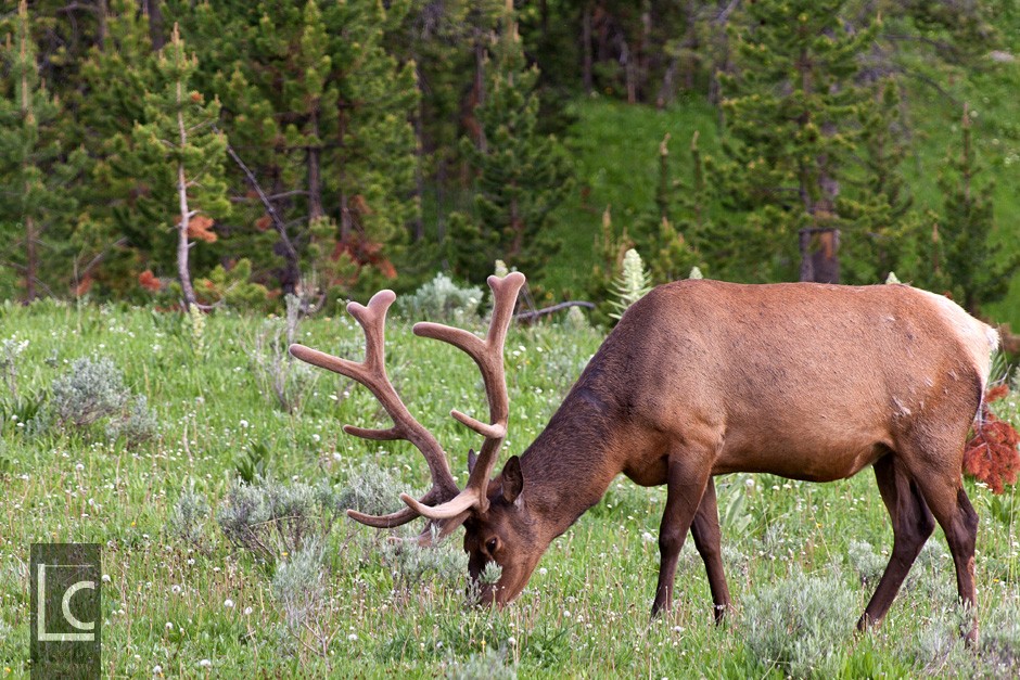 2013_06_21_4888_Yellowstone_2 Kopie