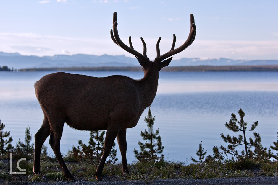 2013_06_22_4937_Yellowstone Kopie